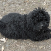 Erzsok, black Puli Welpen kaufen